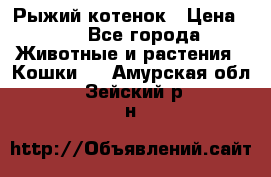 Рыжий котенок › Цена ­ 1 - Все города Животные и растения » Кошки   . Амурская обл.,Зейский р-н